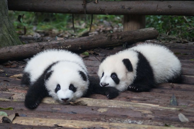 Chengdu tour Chengdu tour