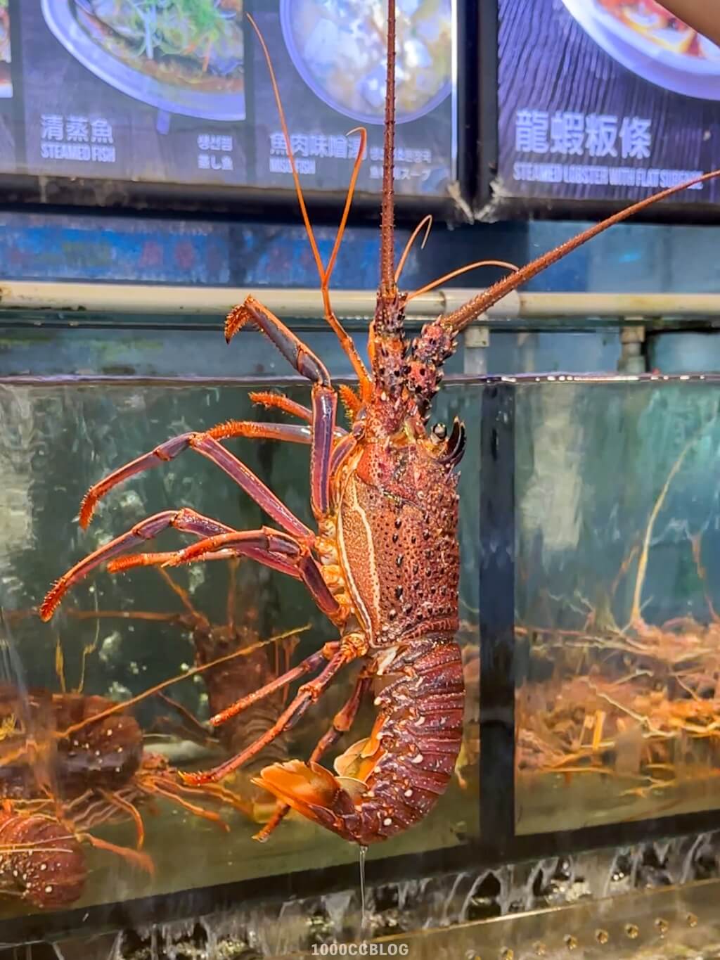 秋天就是要吃蟹!基隆「海龍珠水產」超多鮮甜肥美萬里蟹,還推出小份量個人套餐! 17 海龍珠水產海鮮餐廳-秋蟹季開跑-新鮮龍蝦-新鮮螃蟹-活體海鮮-1000cc