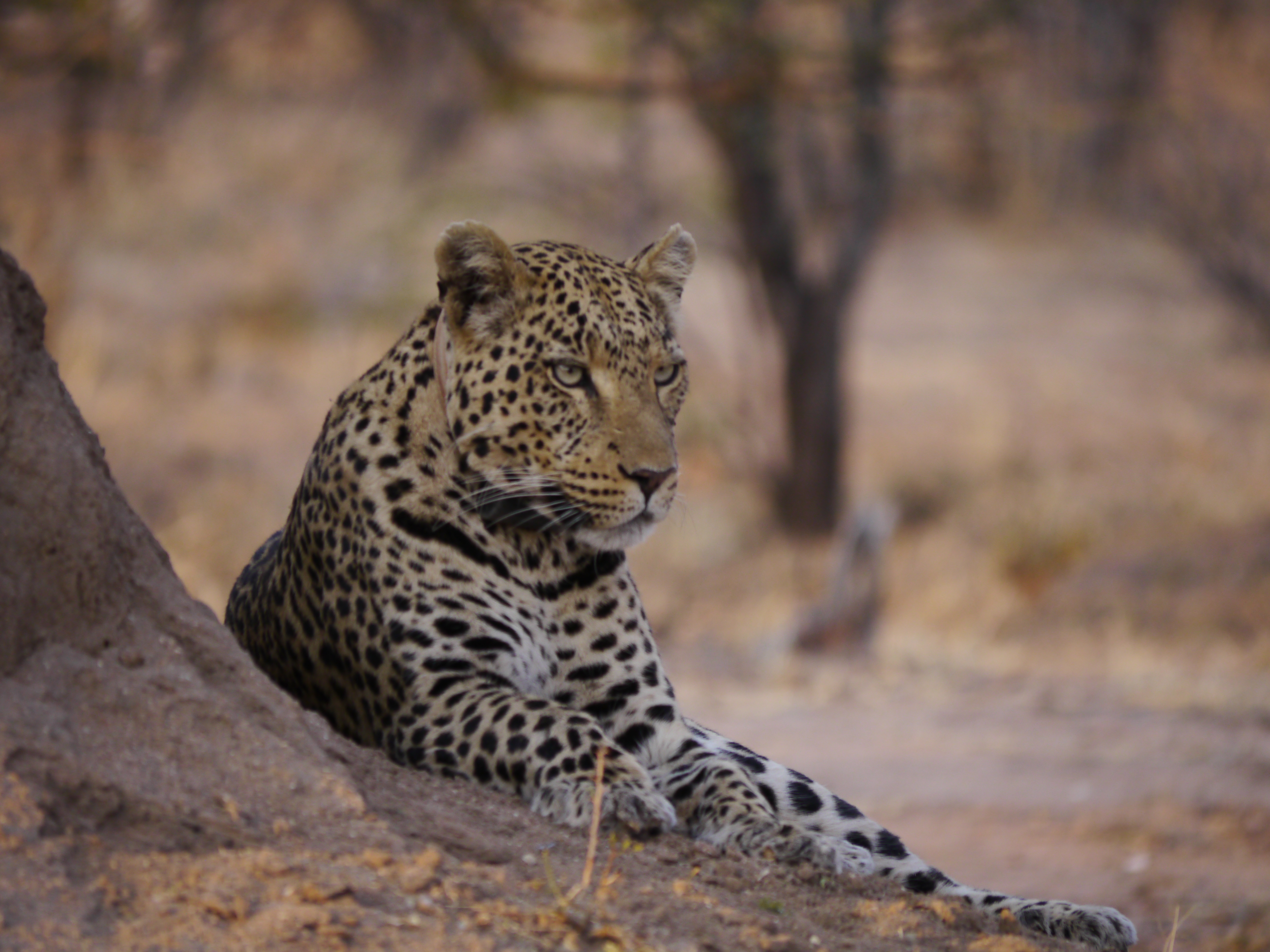 Namibia Five Essentials For A Safari Travel Eater