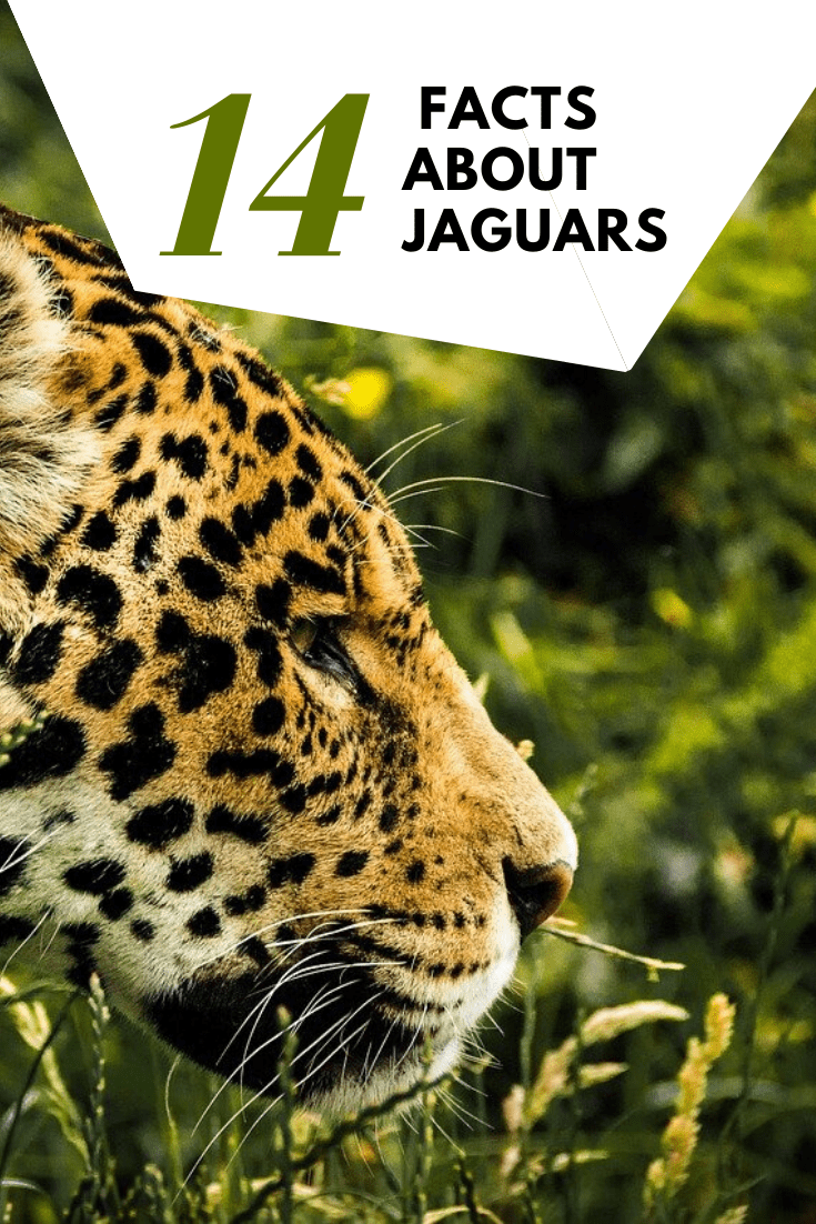 Top 14 Interesting Facts About Jaguars