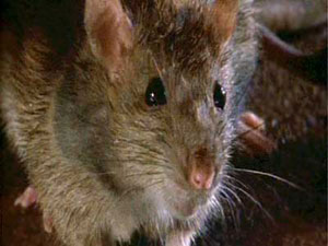 wildlife-guatemala-rat rat2