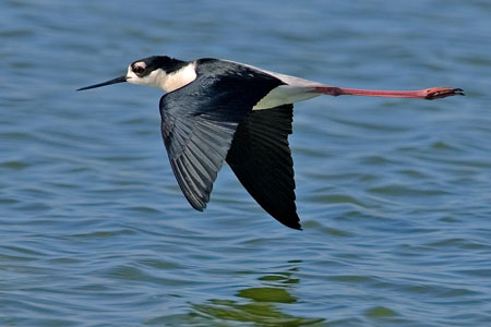 black neck stilt flying