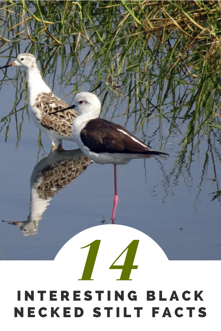 13 Black Necked Stilt Facts - Guatemala Wildlife