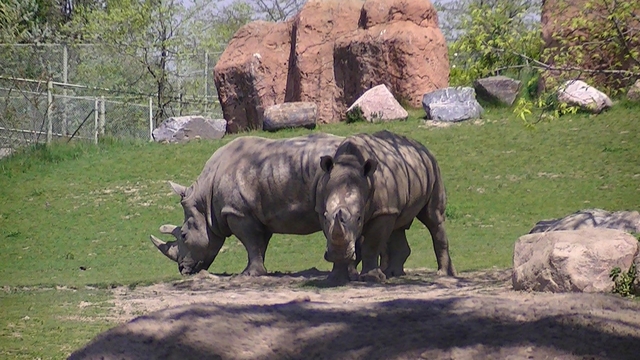 6 of the Most Amazing Things To Do In Toronto, Canada - toronto zoo Toronto