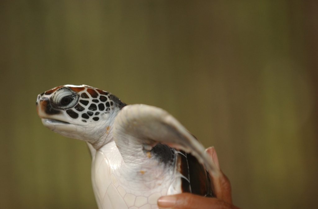 Sri Lanka