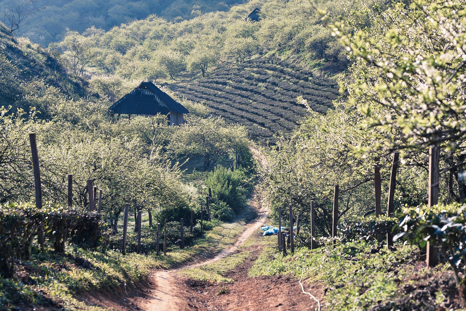 Asia Travel - 5 of the Best Places to Visit in Vietnam for Couples Best Places in Vietnam for Couples moc chau