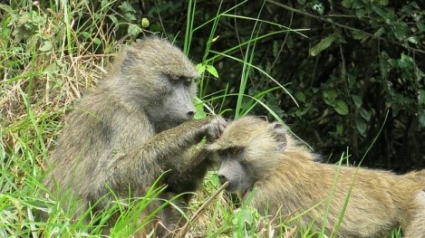 Everything You Need to Know About Traveling in Arusha Tanzania Traveling in Arusha Tanzania