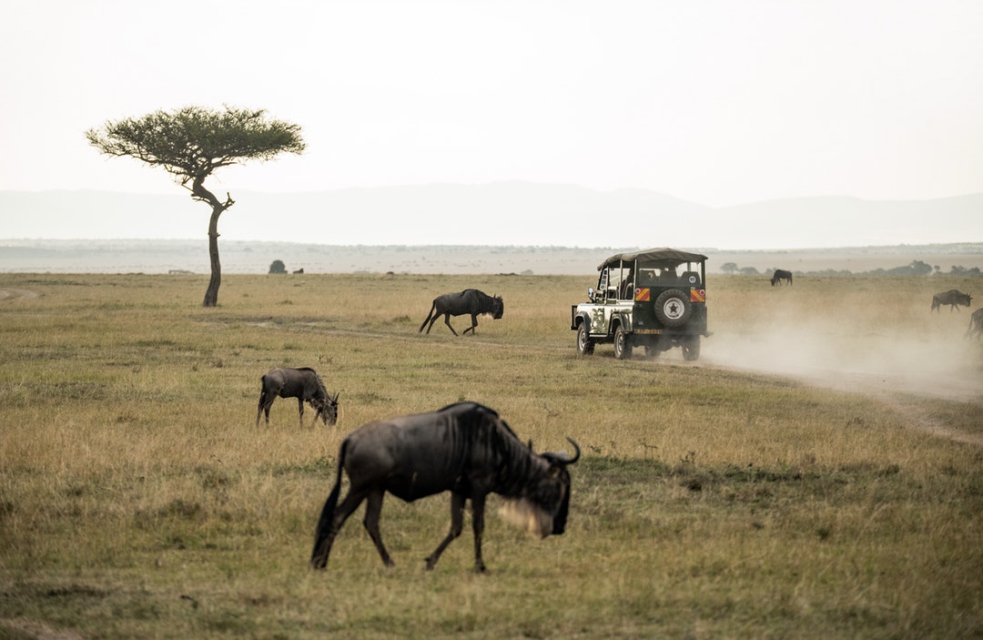Animal Spotting Tips