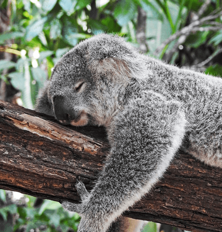 What I Learned From Visiting Australia visiting Australia