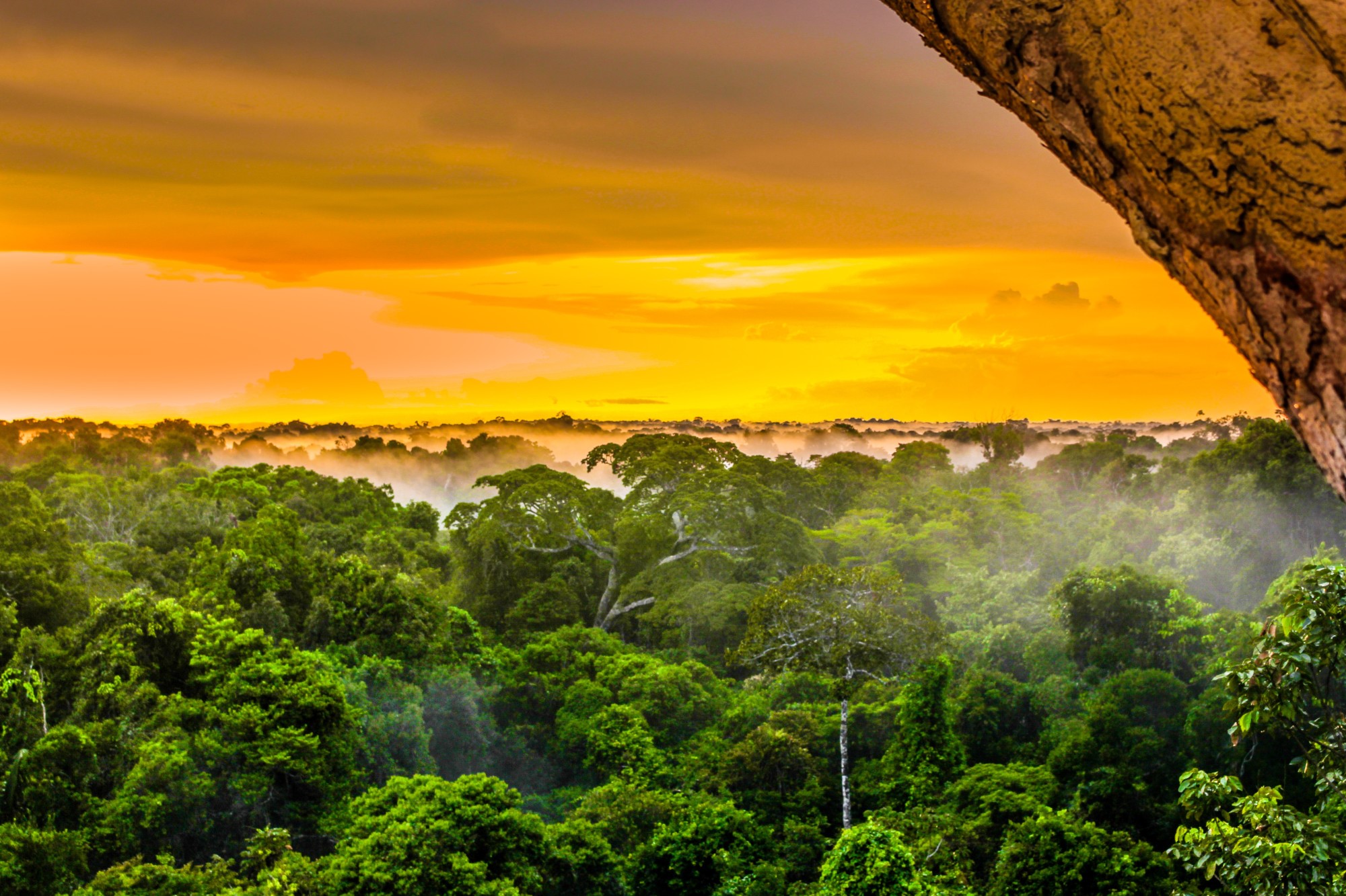 Exploring the Jungle: 11 Things To Know Goin on a Trip to the Amazon Trip to the Amazon