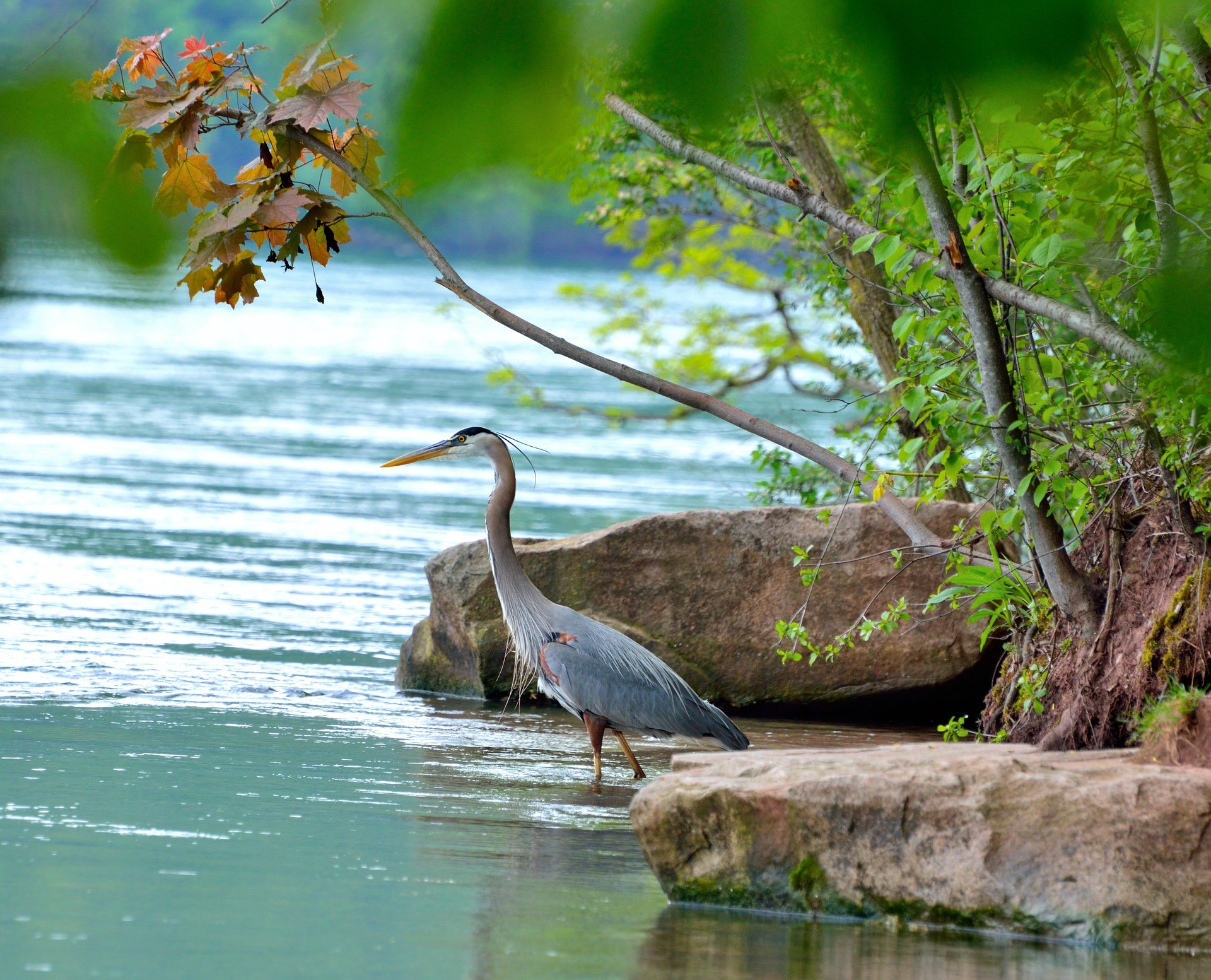 Niagara Falls Wildlife