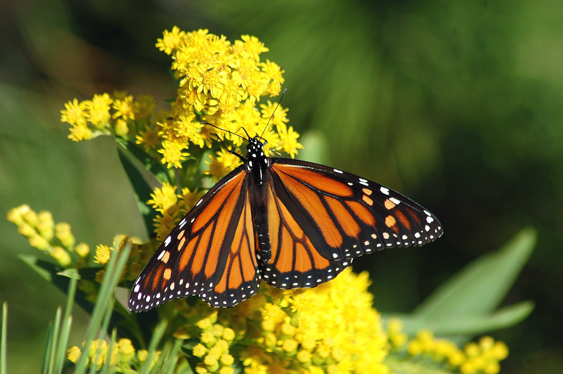 butterfly on top of a yellow flower