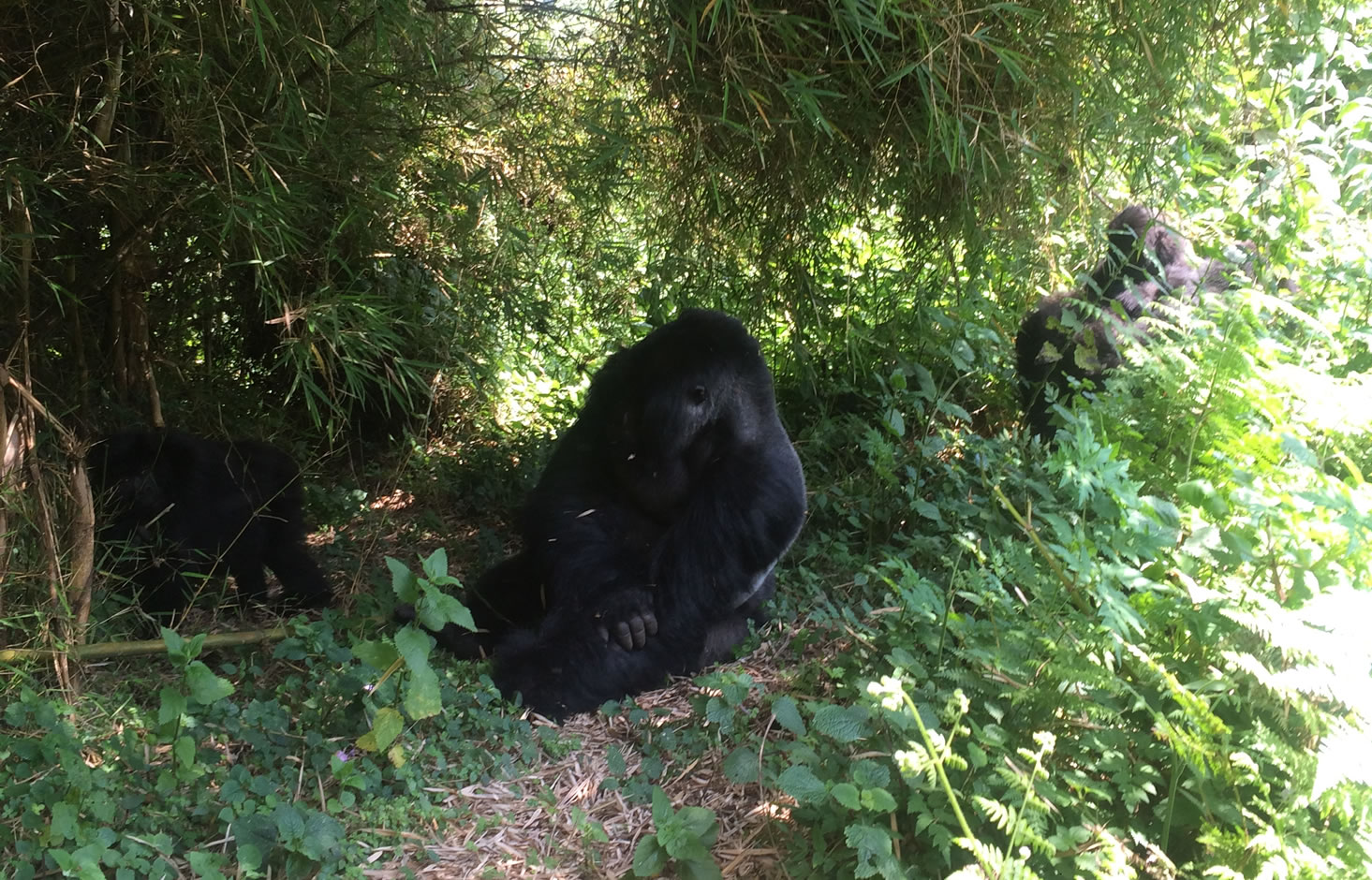 spotting gorillas in rwanda 