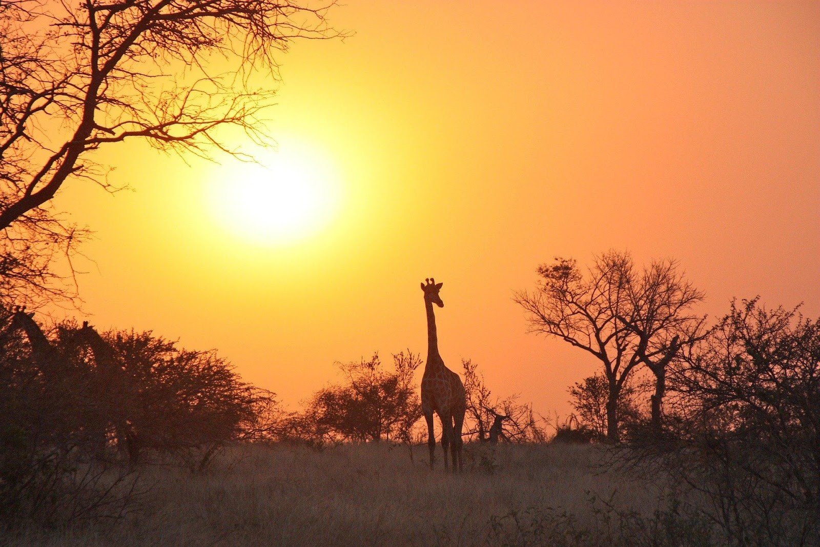 The 5 Best National Parks for an African Wildlife Safari Giraffe Spotted in South Luangwa National Park