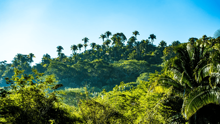 Best Tropical Destinations to Visit in 2020 Best Tropical Destinations