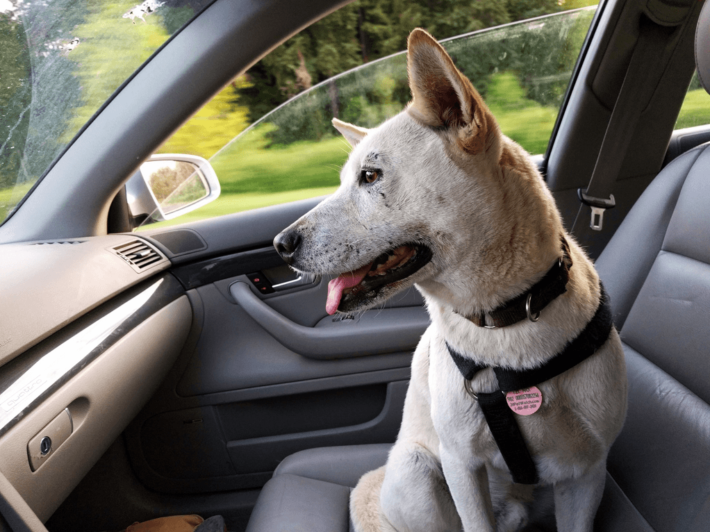 Traveling with Your Dog: Tips to Make it Safe and Fun Traveling with Your Dog