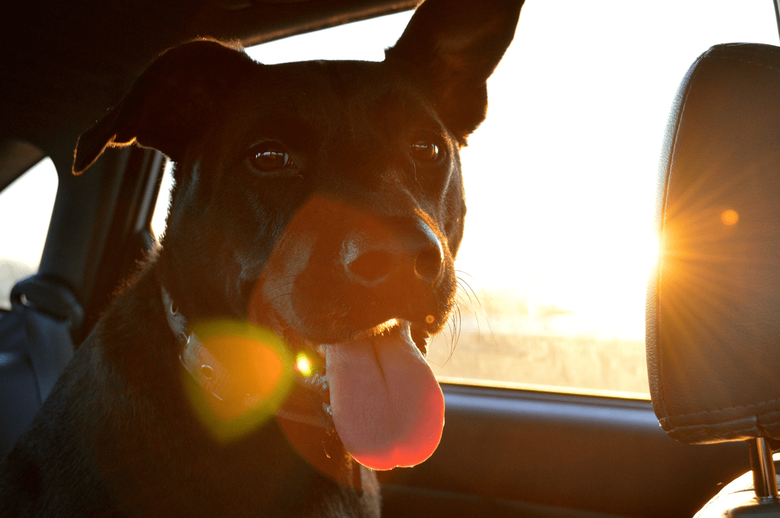 Traveling with Your Dog: Tips to Make it Safe and Fun Traveling with Your Dog