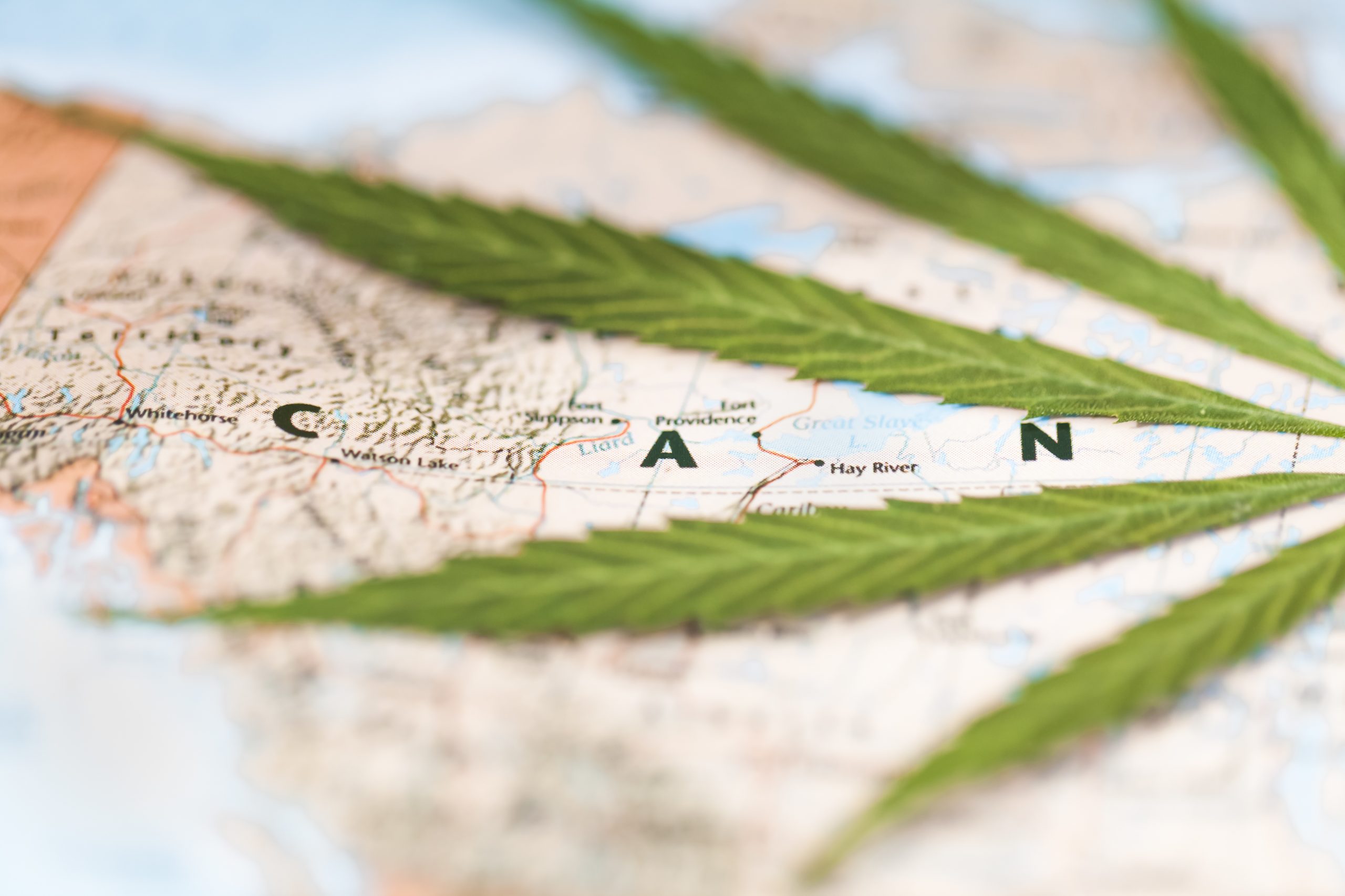 Cannabis Marijuana Hemp