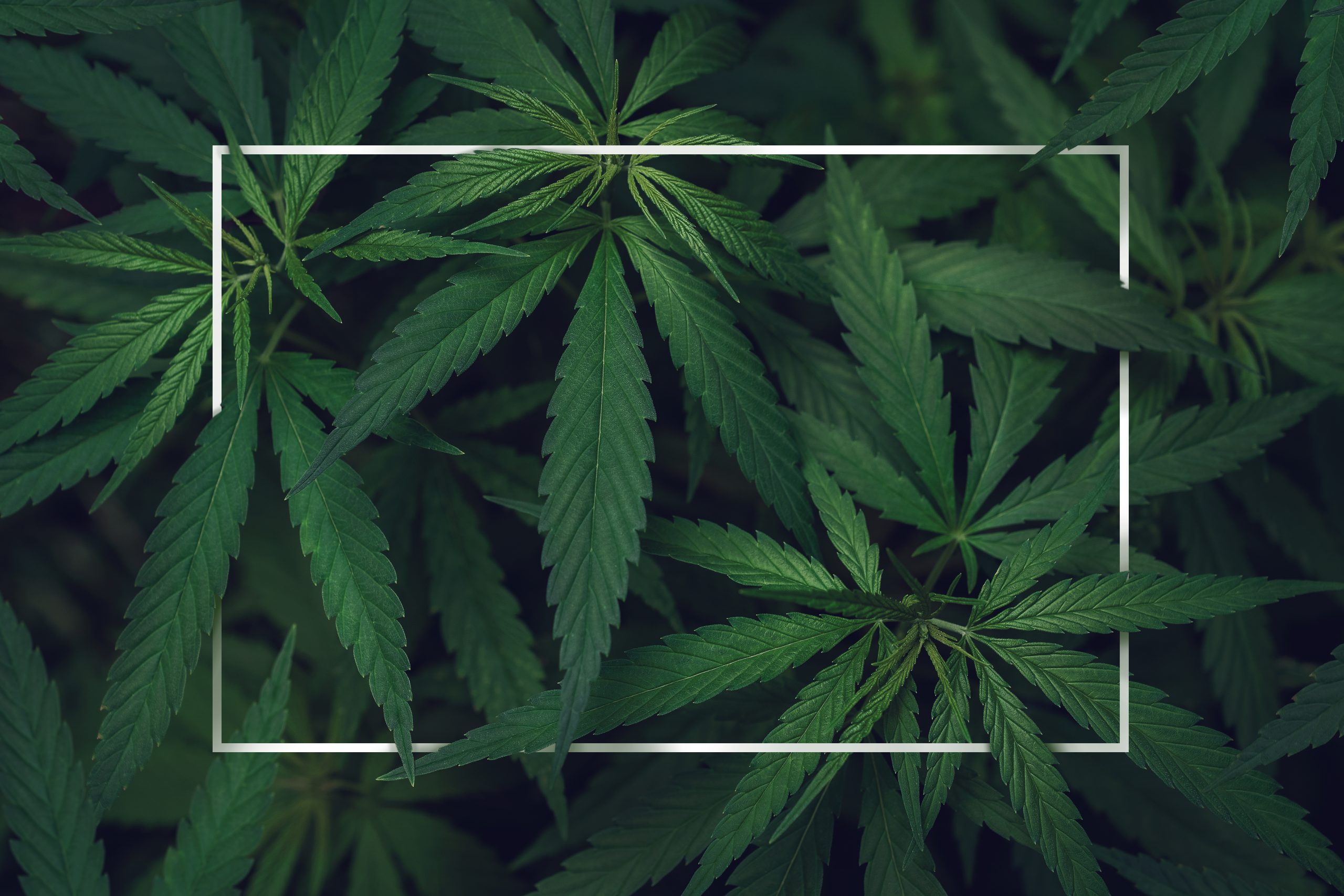 Cannabis Marijuana Hemp