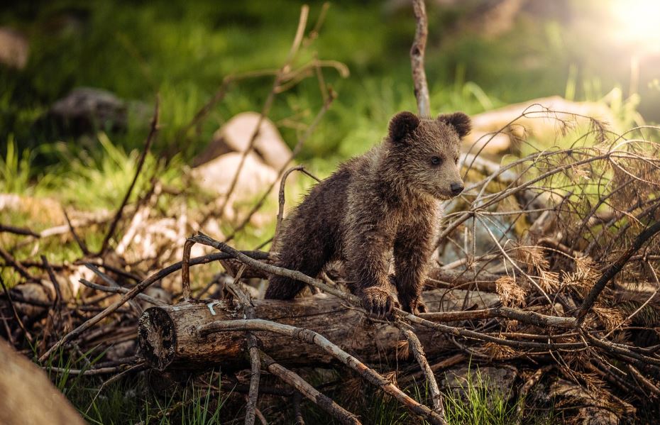 Potential Camping Hazards You Should Worry About