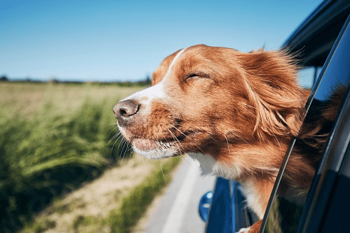 What to Bring for Your Furry Friends During a Road Trip