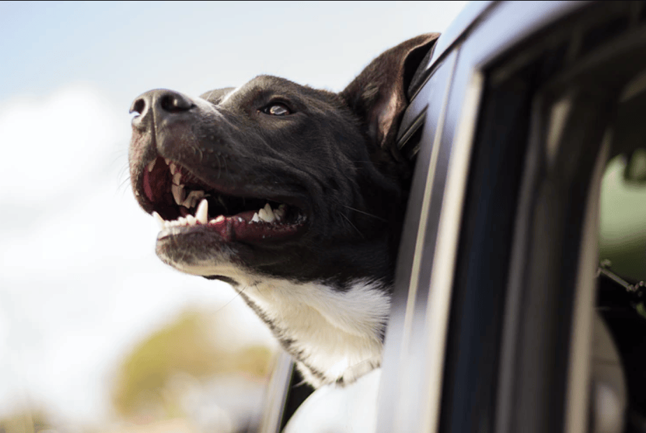 5 Tips to Enjoy a Memorable Road Trip with Your Pet Dog