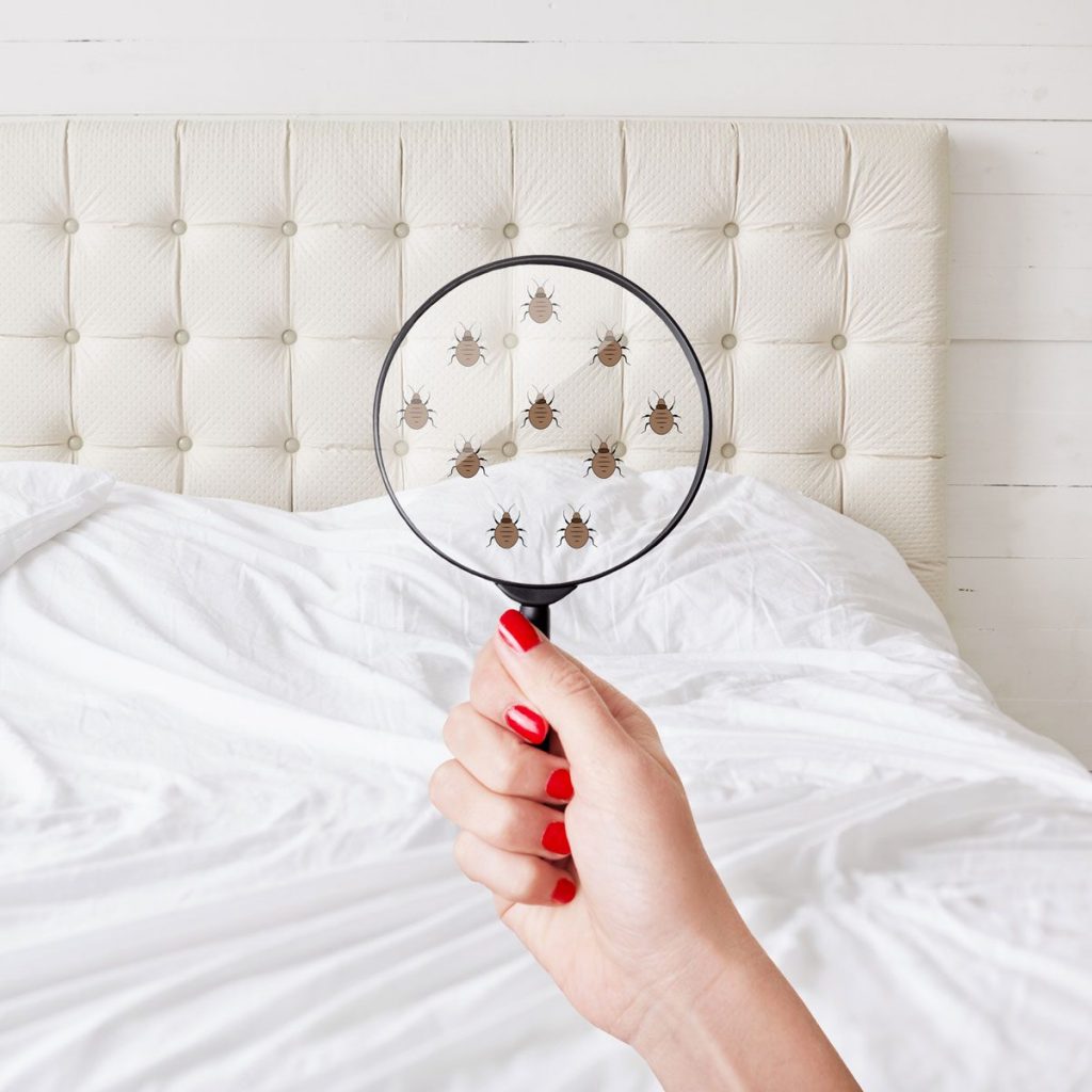 Hand holding a magnifying glass over white bed sheets, revealing superimposed illustrations of bed bugs.   
