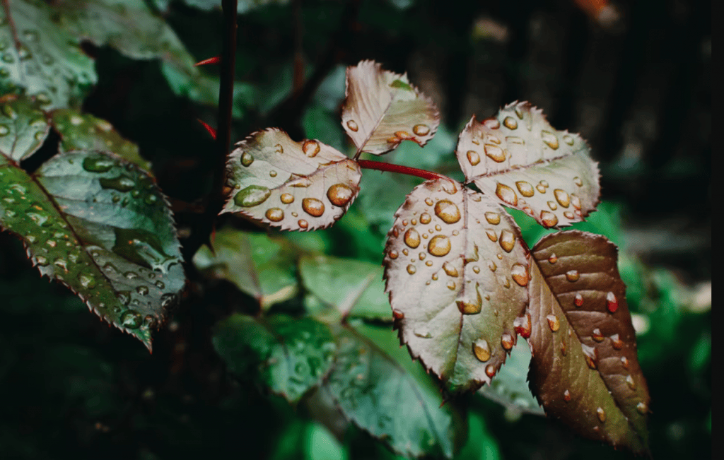 How To Use Rain To Your Advantage When Hunting Deer Hunting Deer