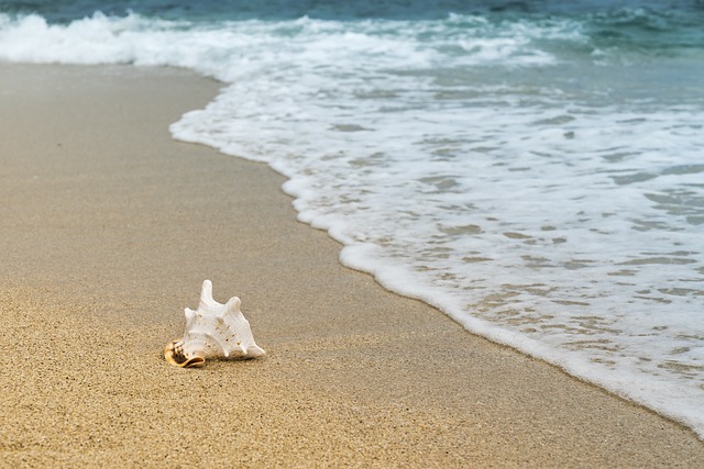 sand, a shell and water in a beach
