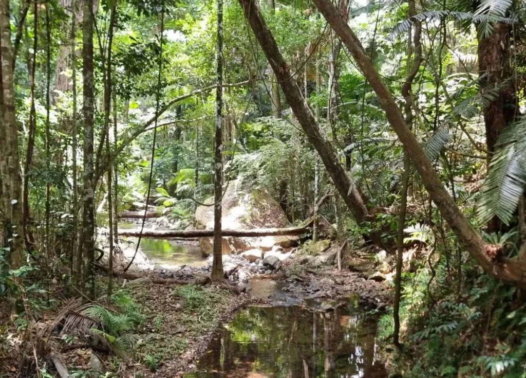 Daintree Rainforest