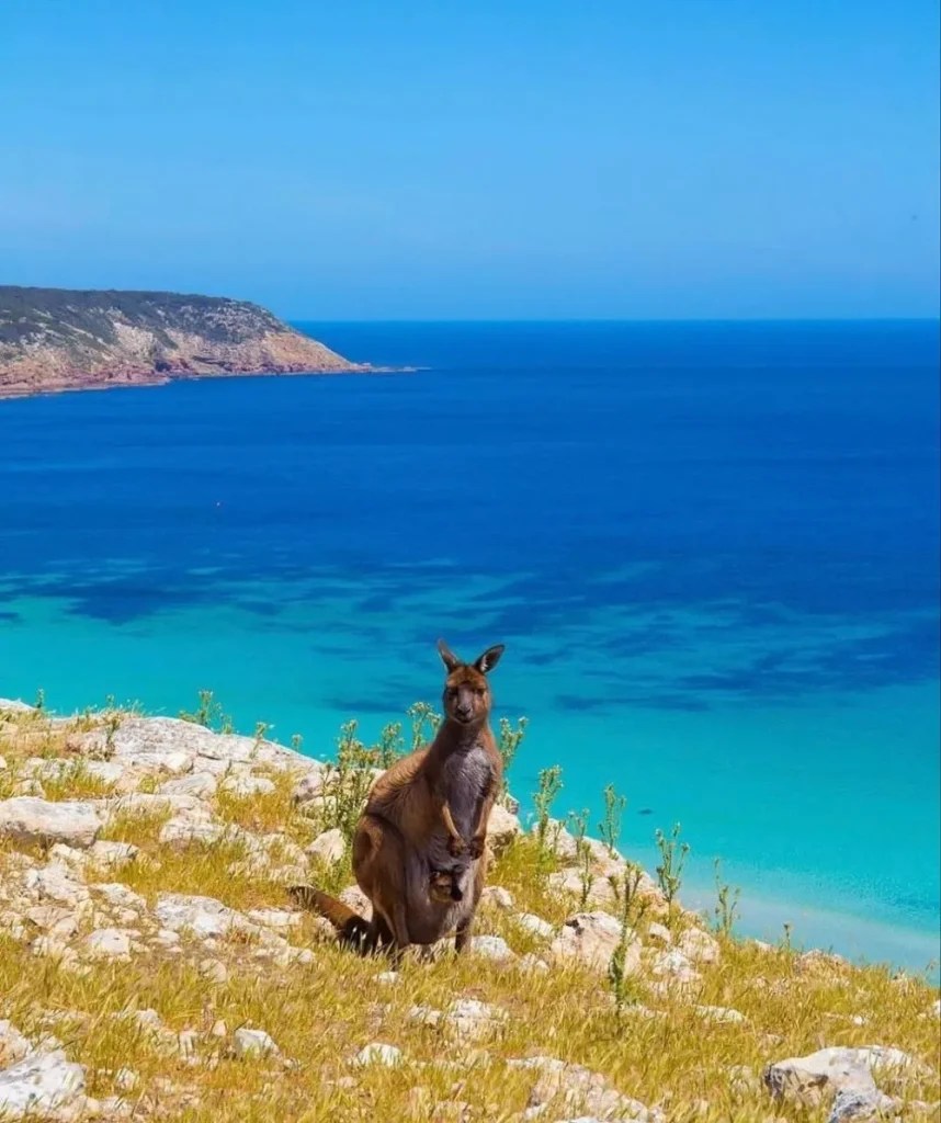Kangaroo Island