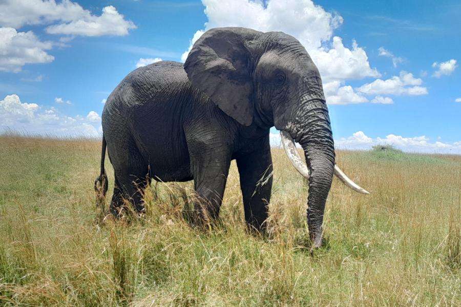 Mara elephant