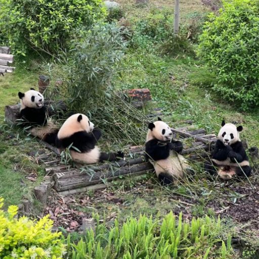 four panda lying on the ground in Chengdu Panda Zoo