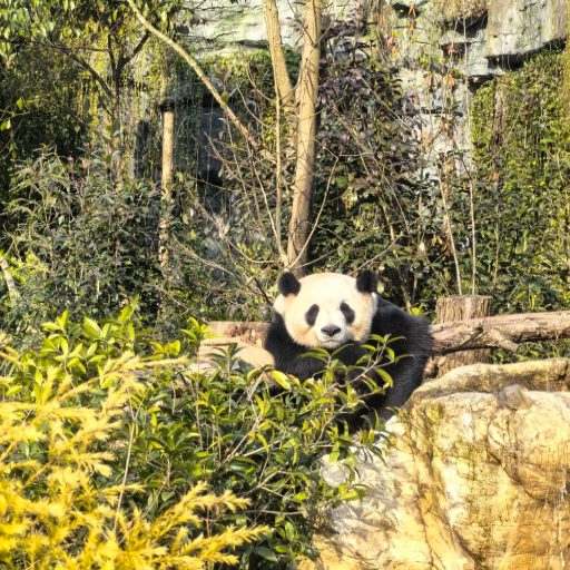 a panda between the bushes in Chengdu Panda Zoo