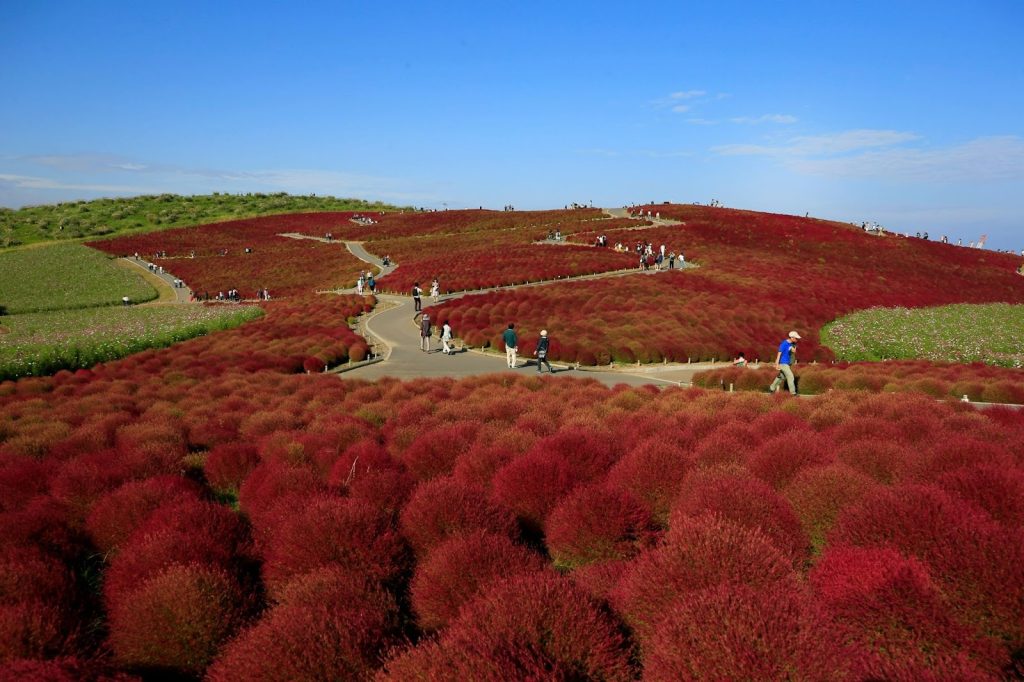 Vast hillside covered in vibrant red kochia bushes, with winding paths and people walking under a blue sky.
