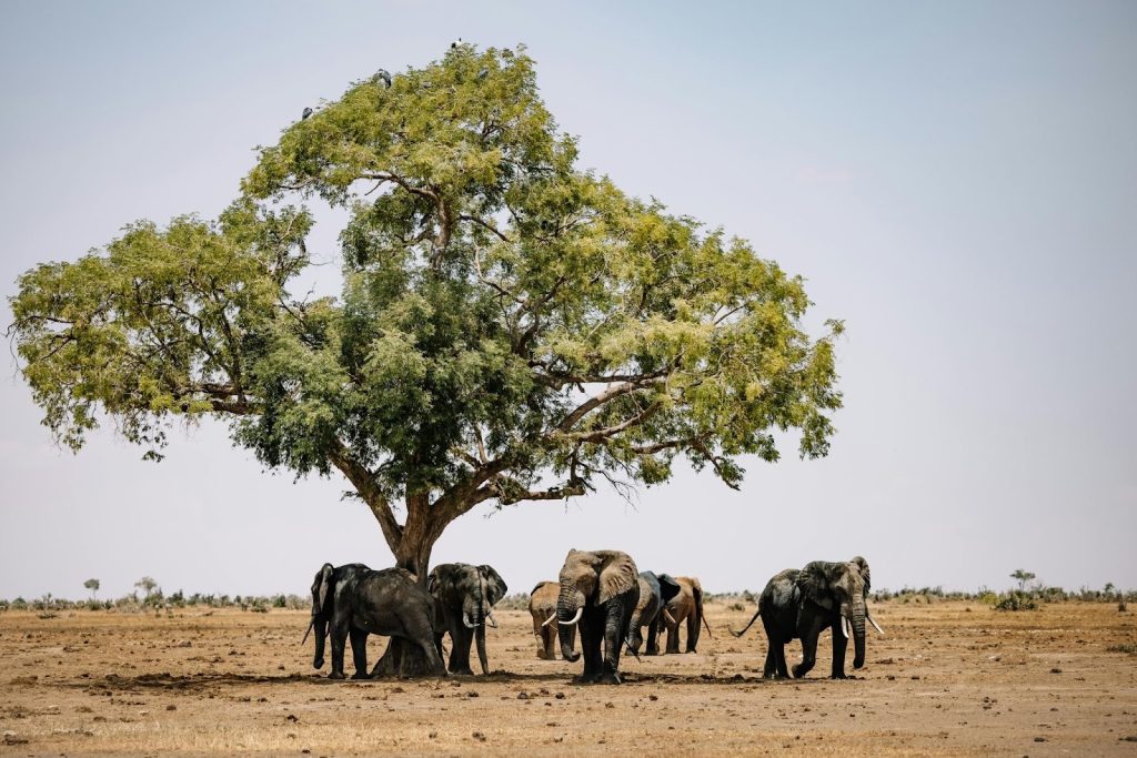 Herd of African elephants standing in the shade of a large acacia tree in a dry savannah.