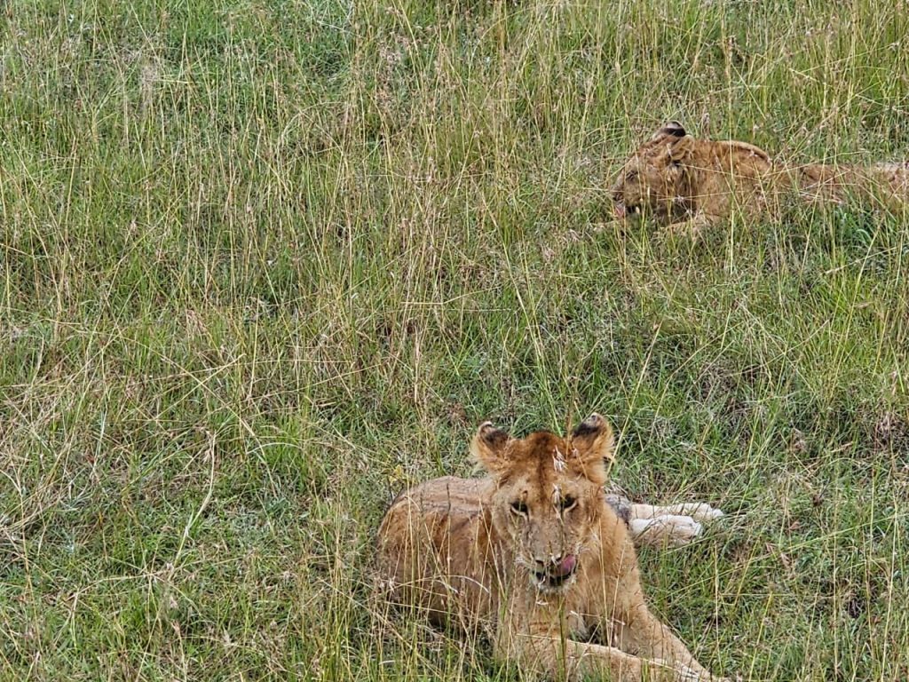 Two young lions resting in tall savanna grass, with one cub looking toward the camera and licking its chops.