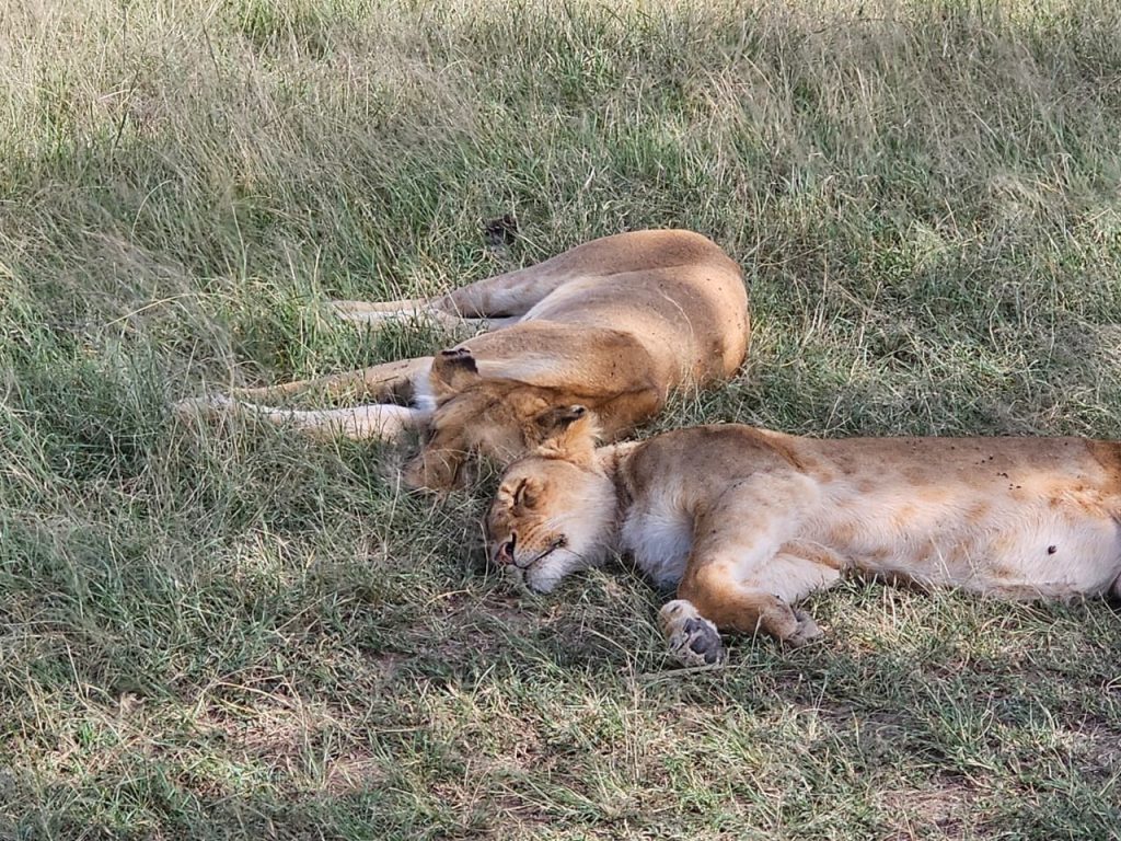 Two young lions sleeping side-by-side in a sun-dappled grassy field in the savanna.