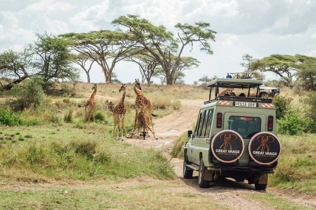Safari vehicle on a dirt track observing giraffes in the African savanna, including one splaying its legs to drink water.