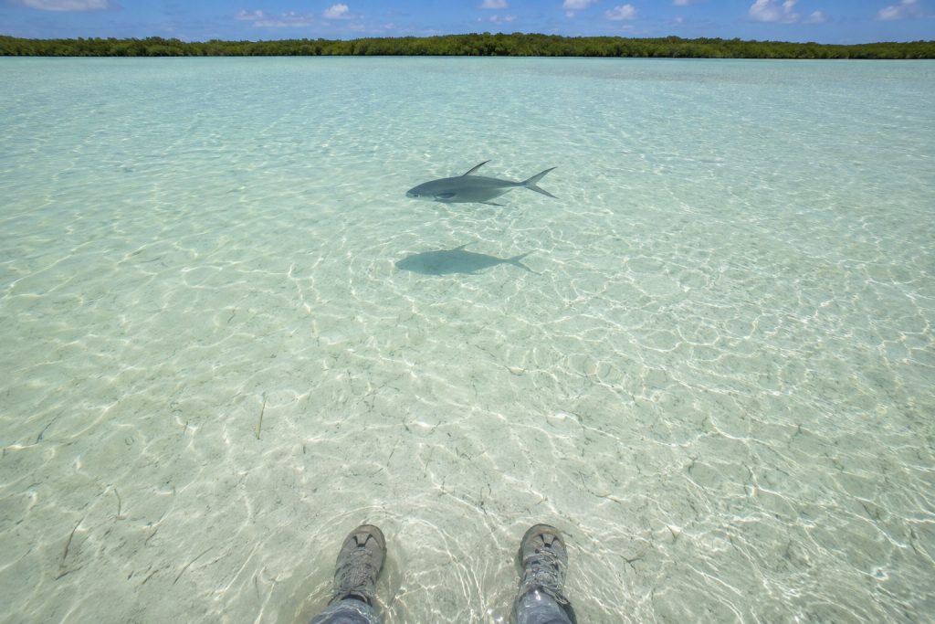 First-person view of a silver fish swimming in crystal-clear shallow water over a white sand flat near wading boots.