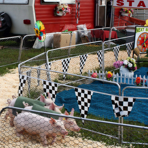 Rosie's Racing Pigs, Addison County Field Days