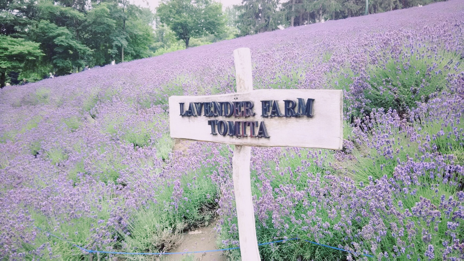 夏は富良野へ♪ファーム富田とメロンハウス