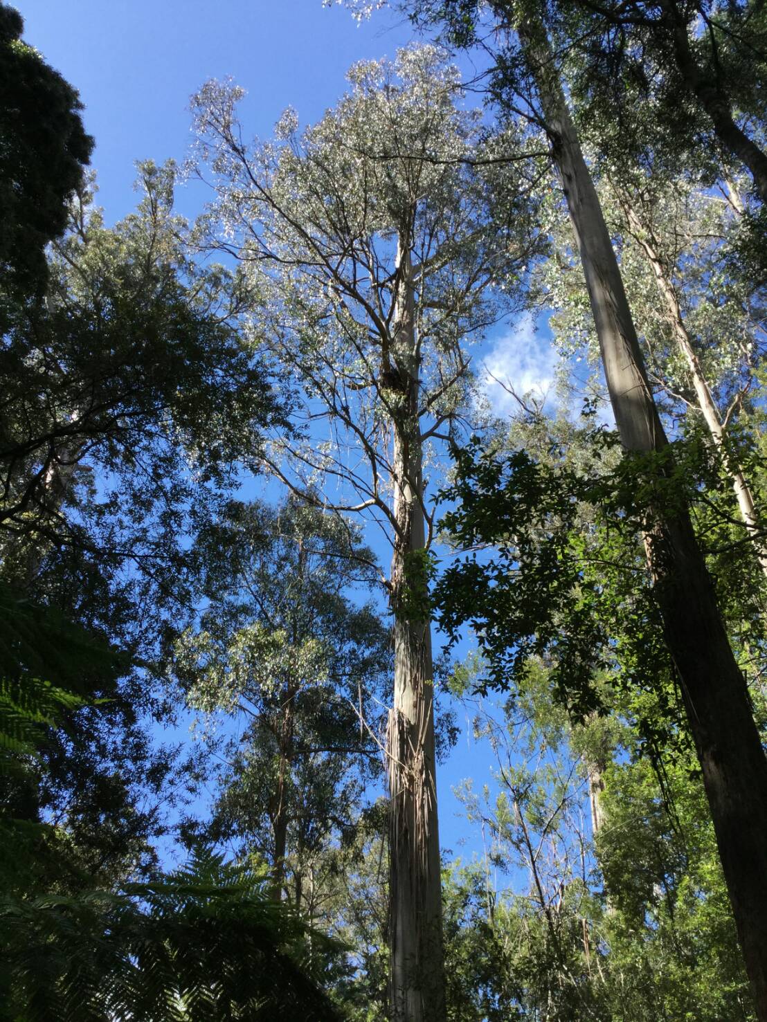マウントフィールド国立公園で森林浴！in タスマニア