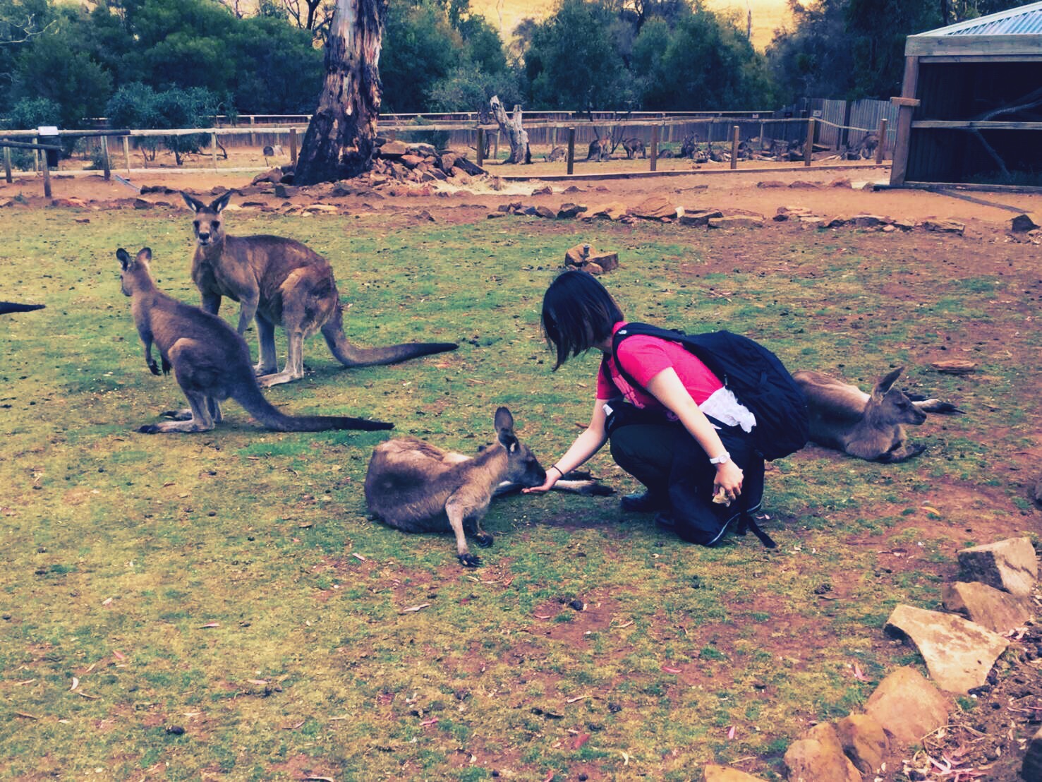 ボノロング・ワイルドライフ・サンクチュアリーで会った動物たち！