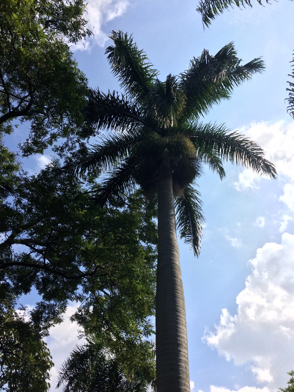 Of Botanical Garden Medellín