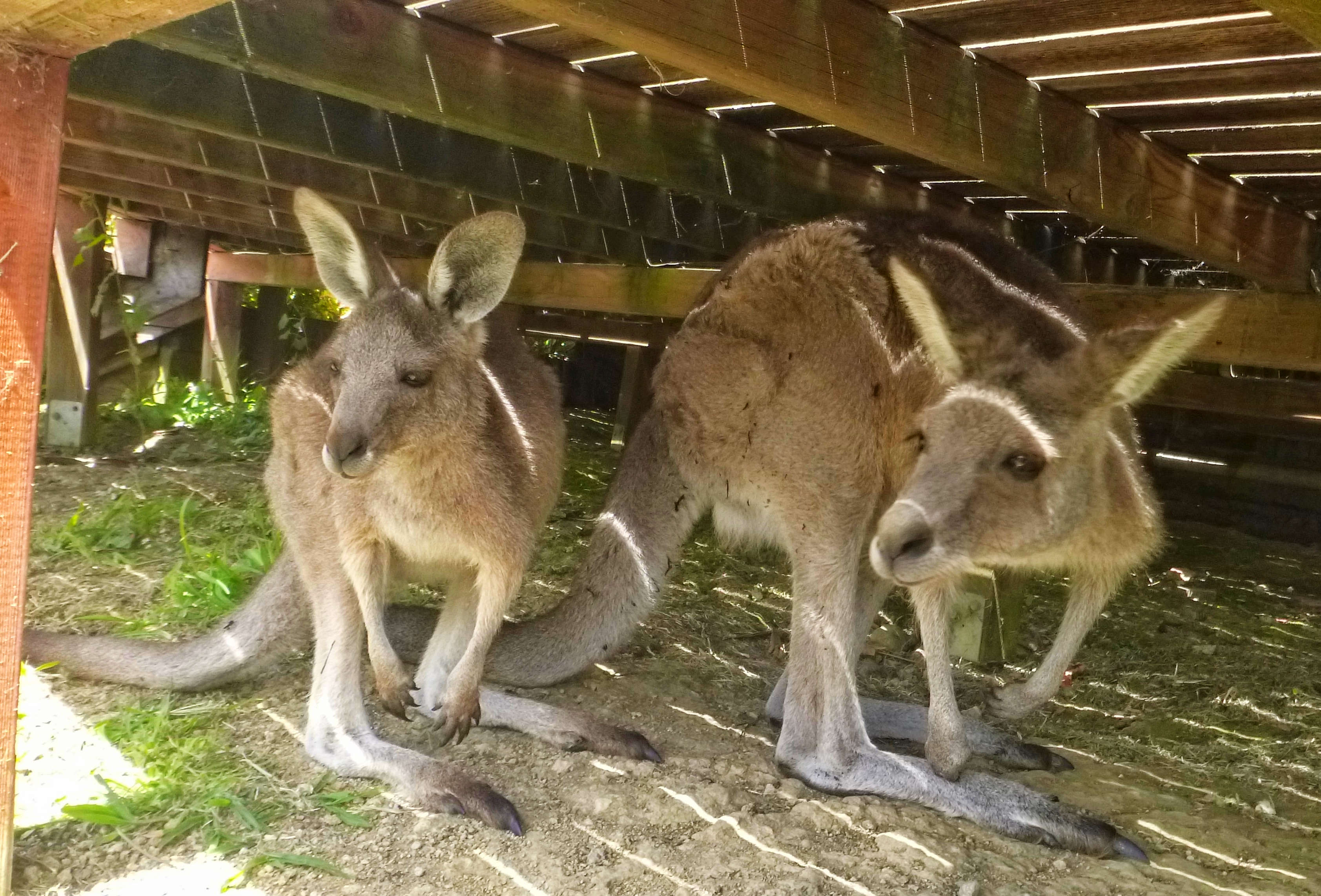Kangaroos hiding