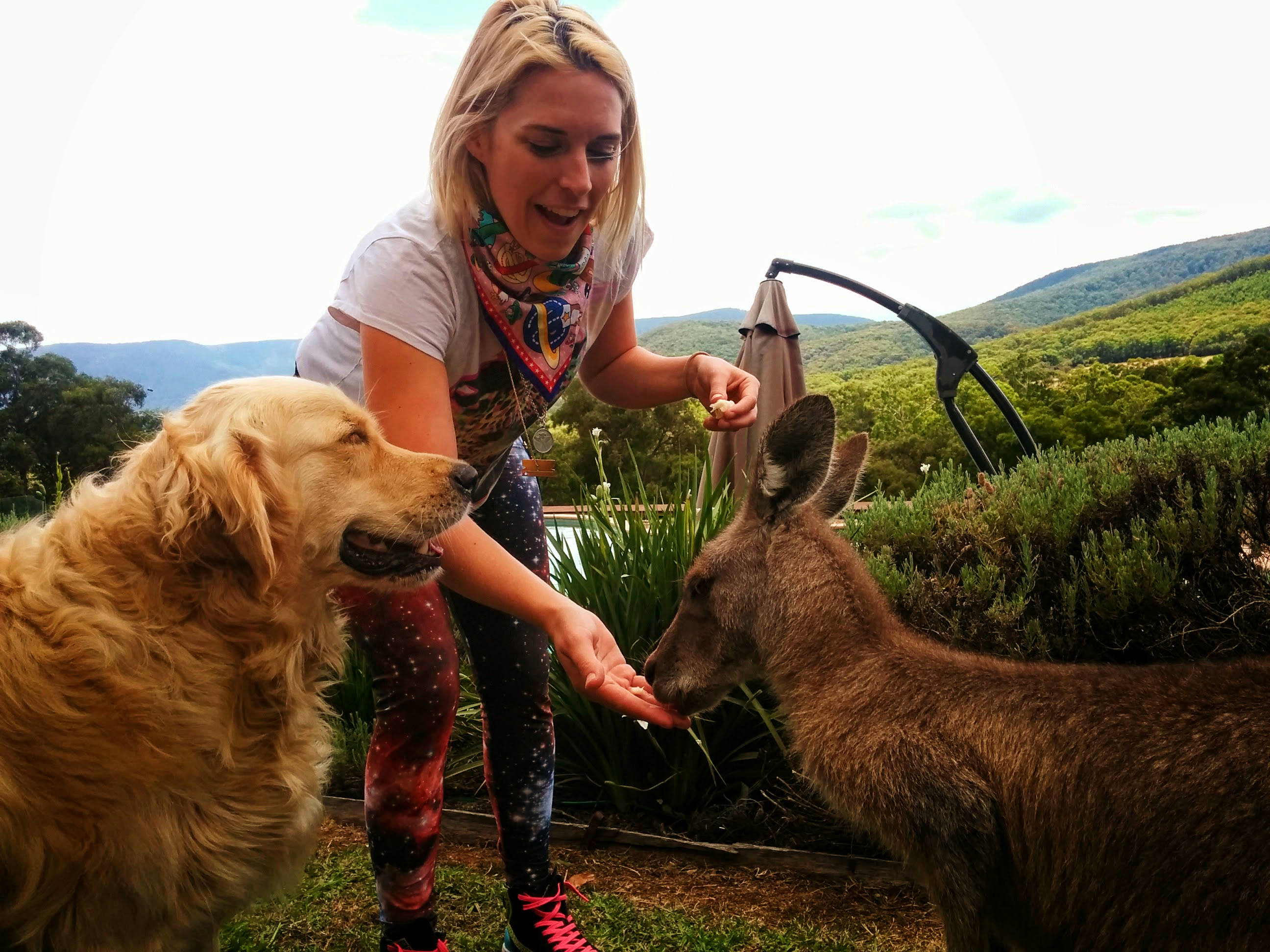 girl feeding kangaroo