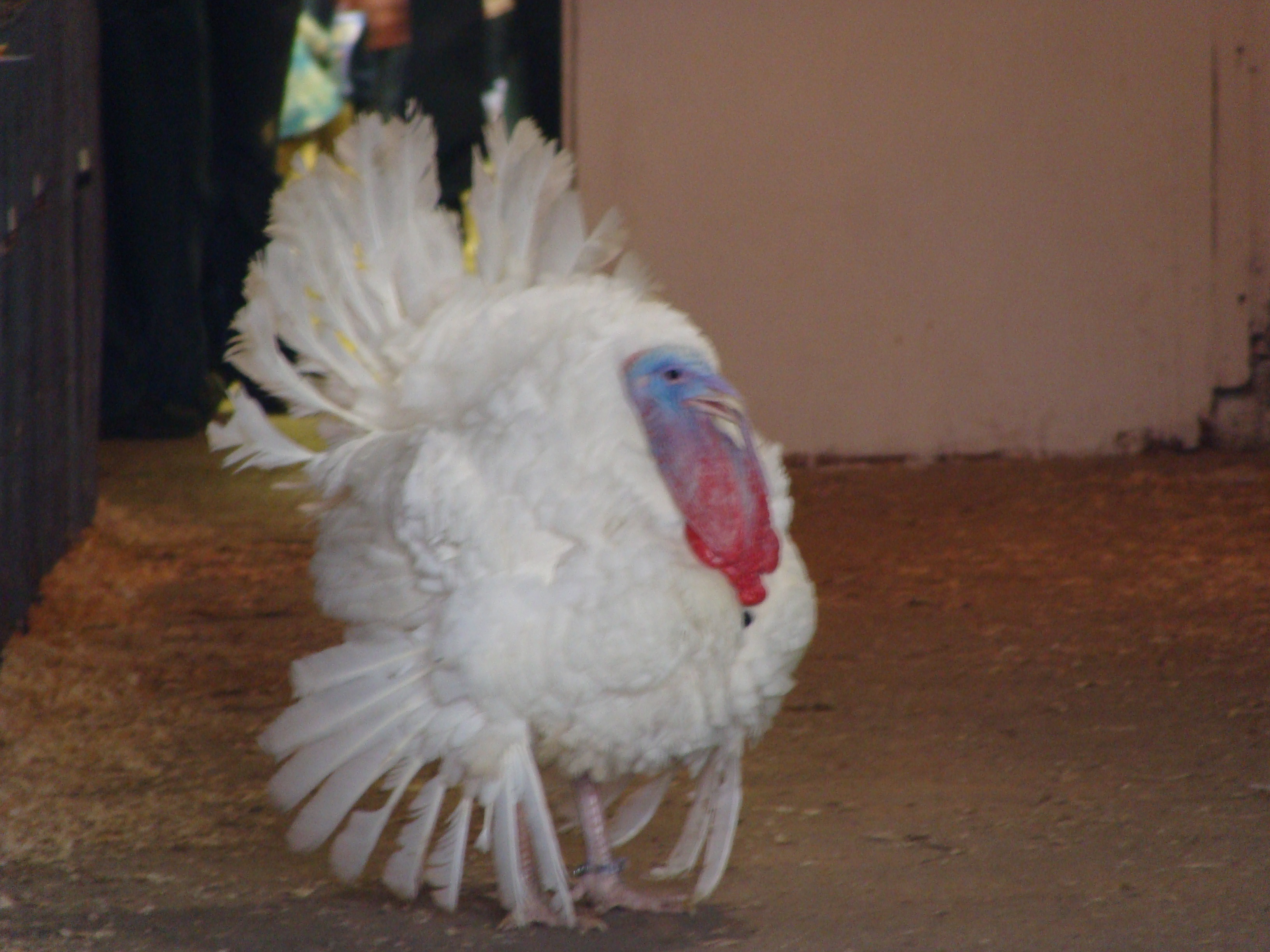 Turkey Coshocton County fair