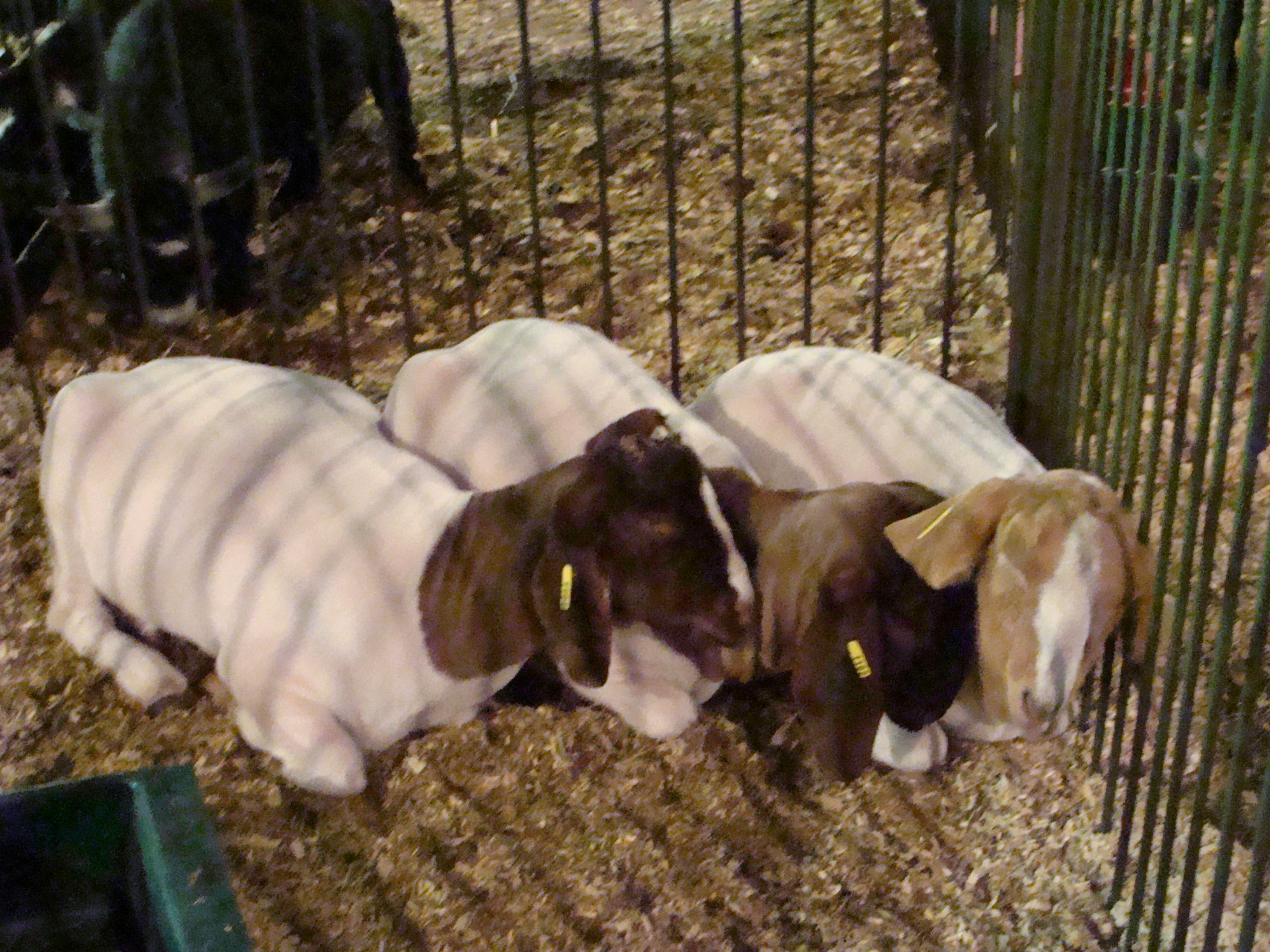 Coshocton County Fair