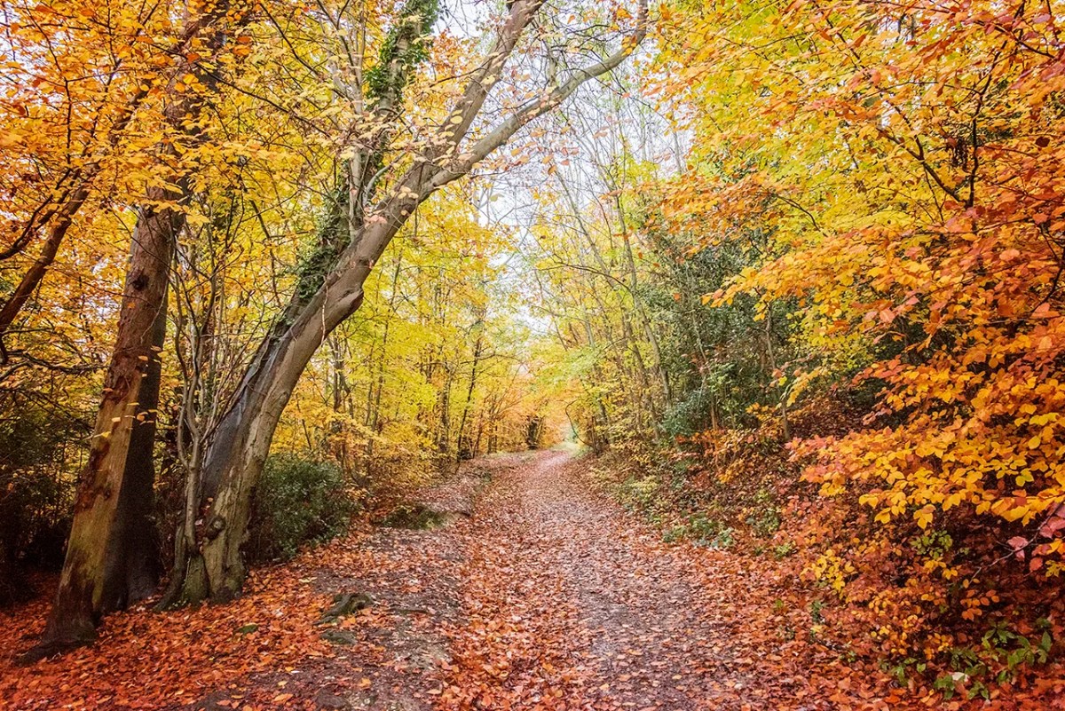 where to go chilterns ashridge gold